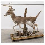 Gorgeous Jumping Piebald Whitetail Deer Full Body