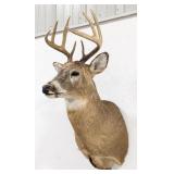 8-Point Whitetail Deer Shoulder Mount Taxidermy