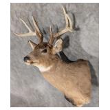 8-Point Whitetail Deer Shoulder Mount Taxidermy