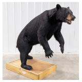 Black Bear Full Body Taxidermy Mount