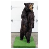 Full Body Upright Black Bear Taxidermy Mount