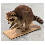 Large Racoon Full Body Taxidermy Mount