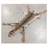 Bobcat Pelt Taxidermy