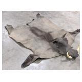 African Warthog Hide Rug