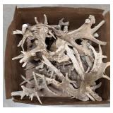 Dried Antler Sheds