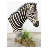 African Zebra Free Standing Shoulder Mount Taxider