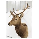 5x5 Bull Elk Shoulder Mount Taxidermy