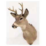 7-Point Whitetail Deer Shoulder Mount Taxidermy