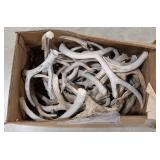 32lbs of Dried Antler Sheds