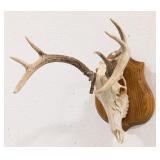 8-Point Whitetail Deer European Skull & Antler Mou