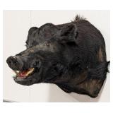 Massive Wild Boar Shoulder Mount Taxidermy