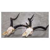 (2) Impala Skull & Horn Taxidermy