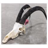 African Sable Bleached Skull & Horn Taxidermy Moun