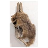 Vtg Full Body Racoon Taxidermy Mount on Driftwood