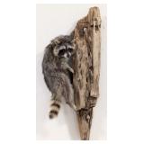 Full Body Racoon Taxidermy Mount on Driftwood