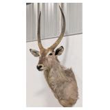 African Waterbuck Shoulder Mount Taxidermy