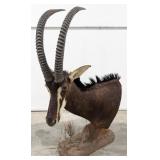 African Sable Antelope Shoulder Mount Taxidermy on
