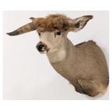 Legendary Deer Steer Shoulder Mount Taxidermy