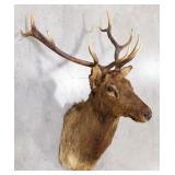 Vtg 5x4 Bull Elk Shoulder Mount Taxidermy