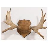 Moose Antler Display on Plaque