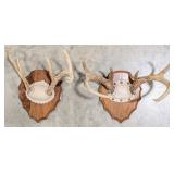(2) Whitetail Deer Antler Mounts on Plaques