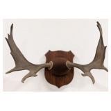 Large Moose Antler Mount on Plaque