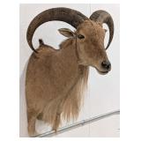 Barbary Aoudad Sheep Shoulder Mount Taxidermy