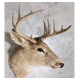Vtg 10-Point Whitetail Deer Shoulder Mount Taxider