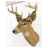 Vtg 9-Point Whitetail Deer Shoulder Mount Taxiderm