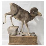 Argali Sheep Full Body Taxidermy Mount Display