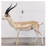 Full Body African Gazelle Taxidermy Mount w/ No Ba