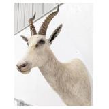 African Blesbok Antelope Taxidermy Shoulder Mount