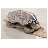Large Full Body Badger Taxidermy Mount on Driftwoo