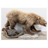 Walking Brown Bear Full Body Mount on Faux Rock Ba