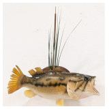 Largemouth Bass Full Body Taxidermy Mount on Plaqu