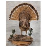 Fanned Ruffed Grouse Full Body Taxidermy on Driftw