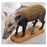 African Bushpig Full Body Taxidermy