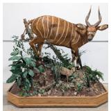 African Bongo Antelope & Duiker Full Body Taxiderm