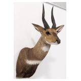 African Cape Bushbuck Shoulder Mount Taxidermy
