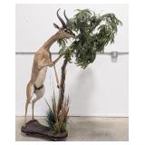 Gerenuk Giraffe Gazelle Full Body Taxidermy Mount