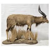 African Nyala Full Body Taxidermy Mount Display