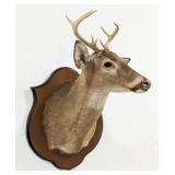 7-Point Whitetail Deer Shoulder Mount Taxidermy on