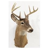 8-Point Whitetail Deer Shoulder Mount Taxidermy