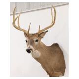 7-Point Whitetail Deer Shoulder Mount Taxidermy