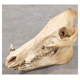Russian Boar Skull Taxidermy Mount