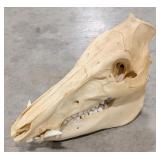 Wild Boar Skull Taxidermy
