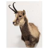 Chamois Shoulder Mount Taxidermy