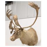 Vtg Large Caribou Shoulder Mount Taxidermy