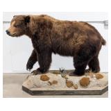 Large Brown Bear Full Body Taxidermy Mount on Roll