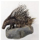 African Crested Porcupine Full Body Taxidermy Wall
